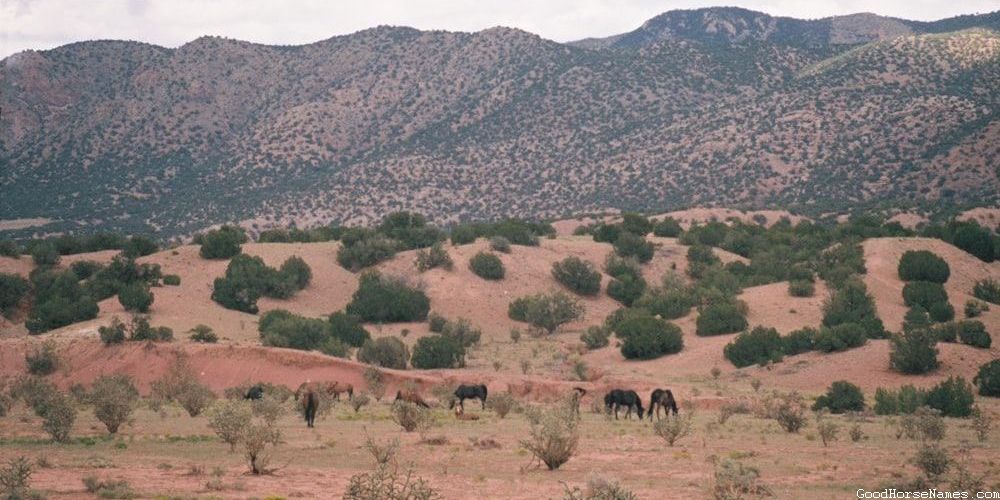 Inspired by Horse Breed