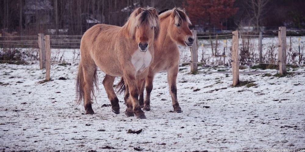 Literature Inspired Black and Brown Horse Names