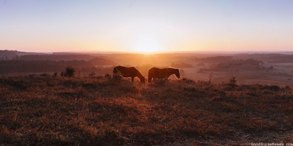 Literature Inspired Calm Horse Names