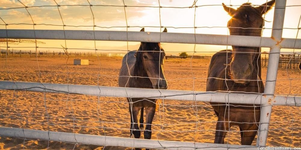 Literature Inspired Cool Grey Horse Names