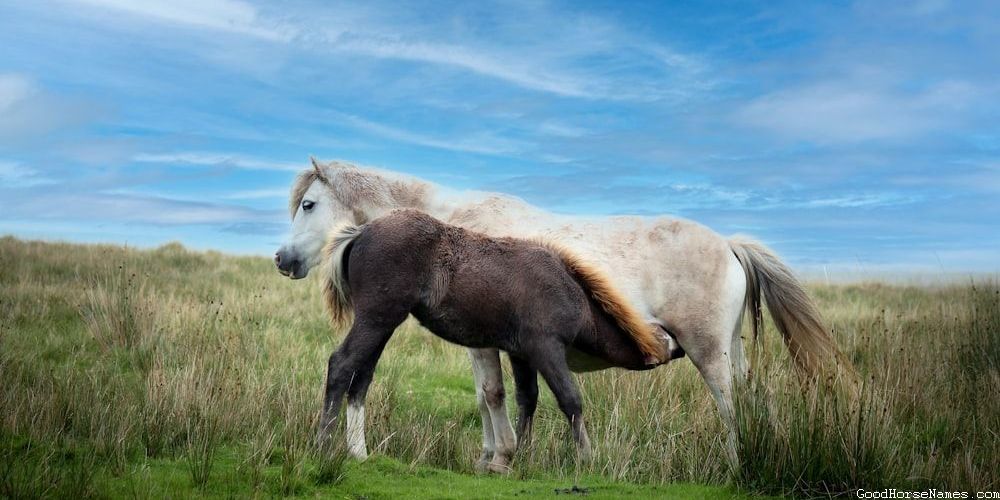 Location Inspired Black Mare Horse Names