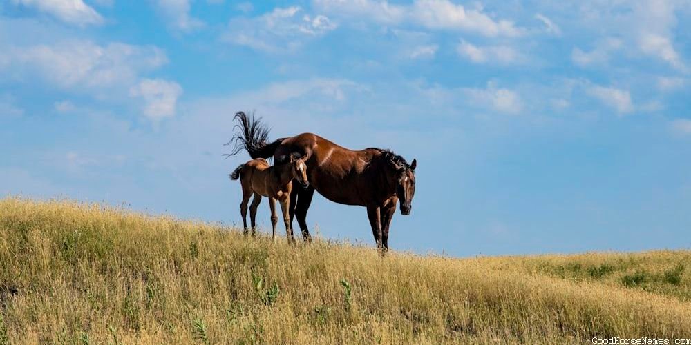 Location Inspired Clydesdale Horse Names