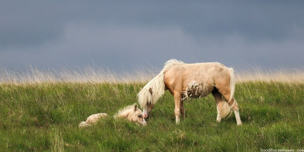 Location Inspired Cool Horse Names