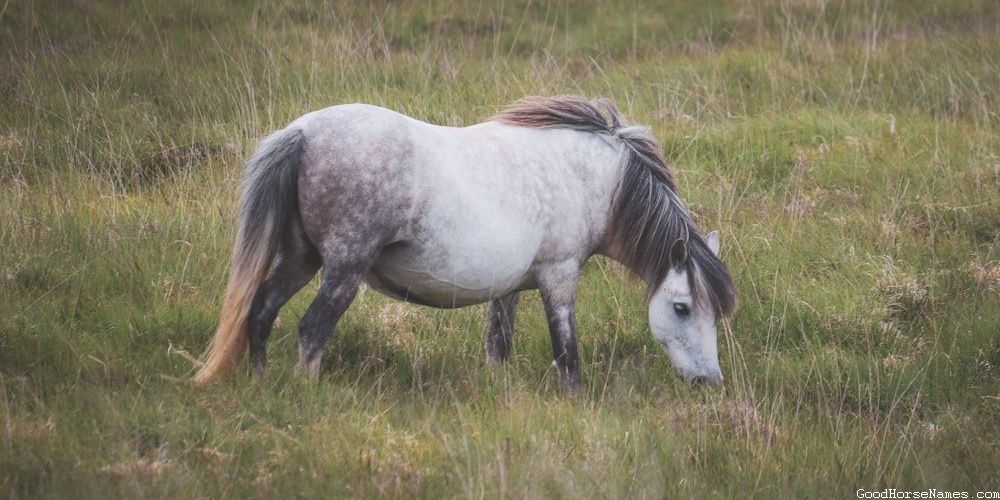 Location Inspired Country Horse Names