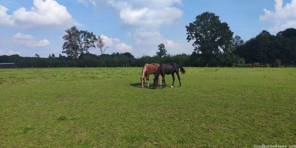 Location Inspired Curly Horse Names