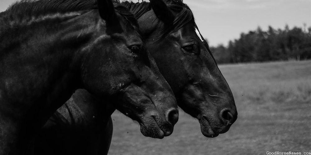 Location Inspired Cute Girl Horse Names