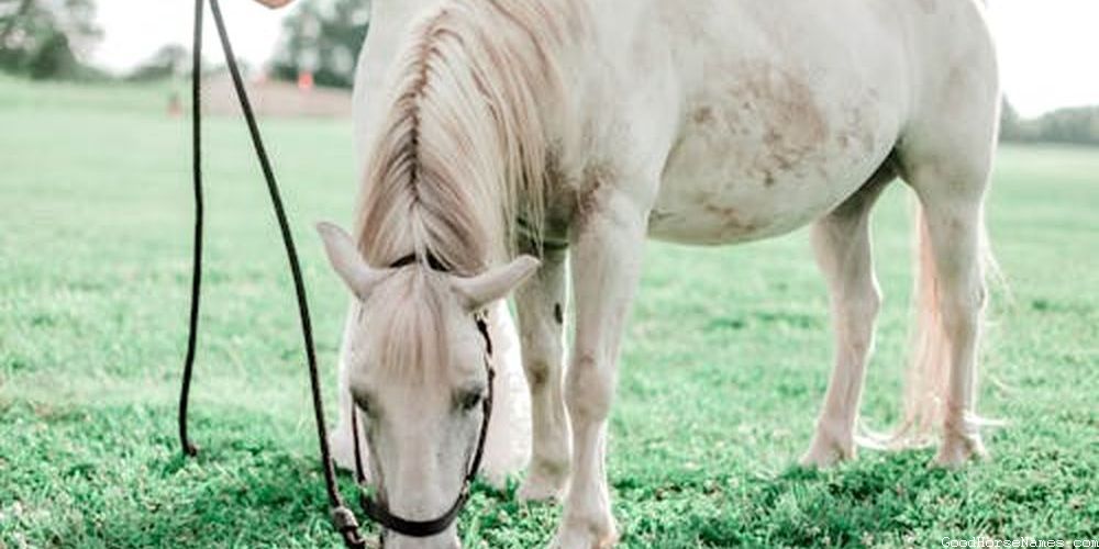 Location Inspired Cutting Horse Names
