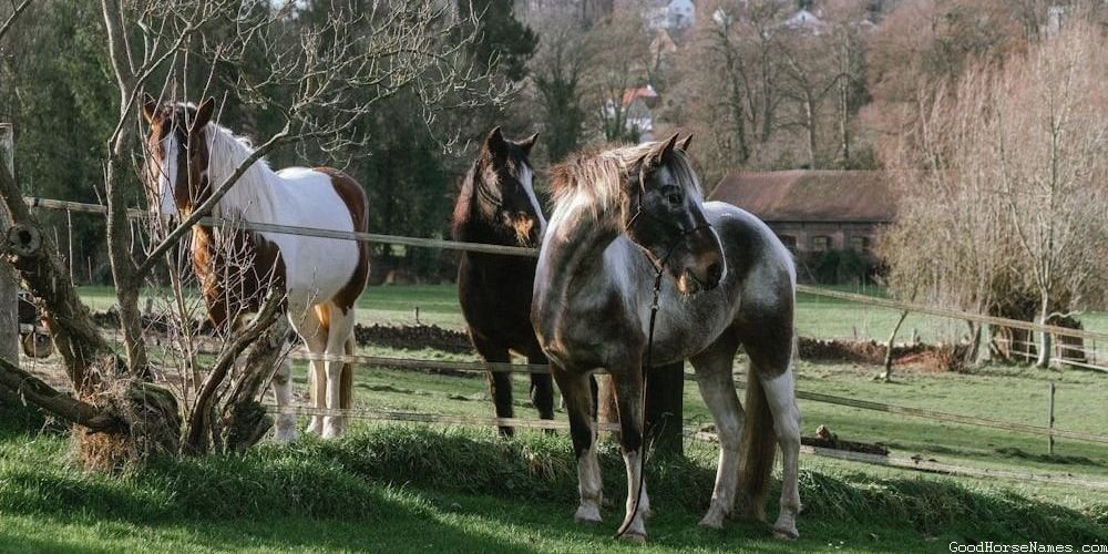 Locations Inspired Celestial Horse Names