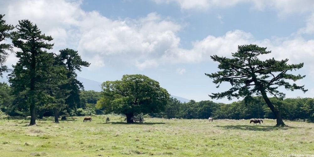 Locations Inspired Cute Boy Horse Names