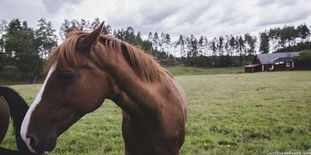 Male Andalusian Horse