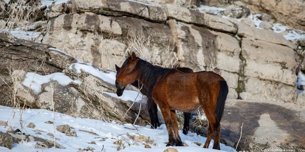 Male Miniature Horse Funny Names