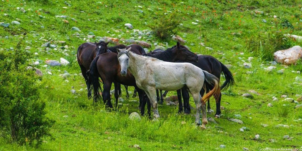 Male Miniature Horse Names That Represent Their Height