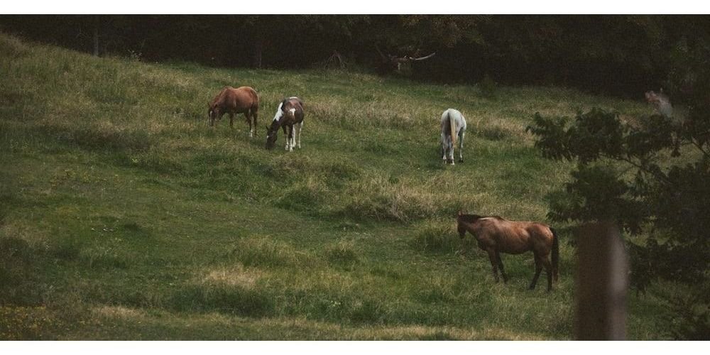 Male Palomino Horse Names Inspired by Locations