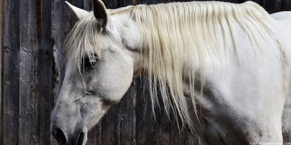 Male Palomino Horse