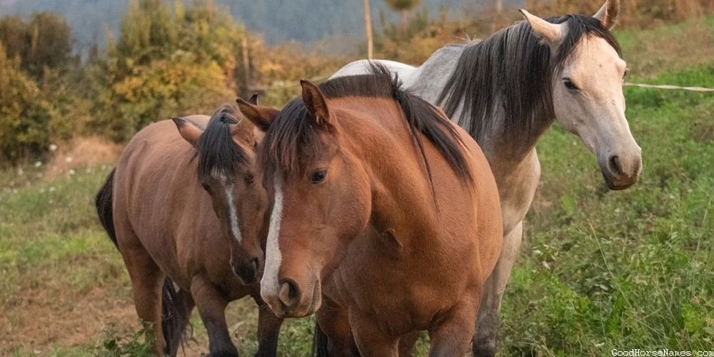 Male Royal Horse Funny Names