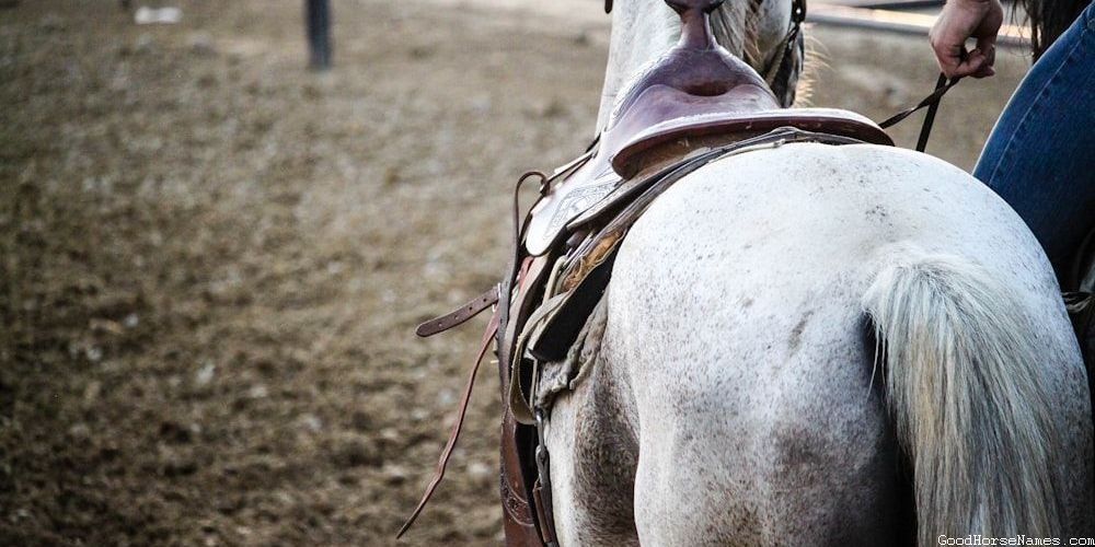 Male Shire Horse Names Inspired by Horse Characteristics