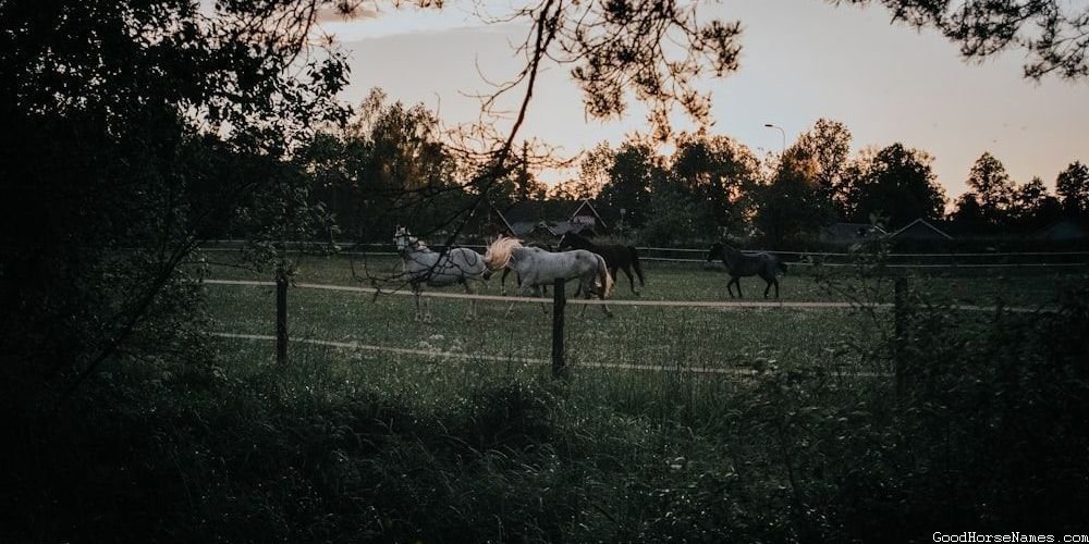 Male Shire Horse Powerful Names