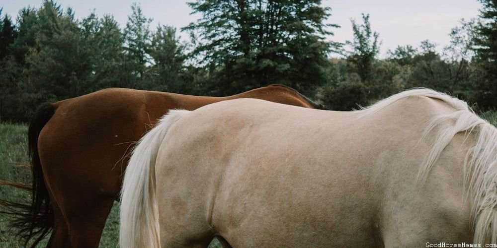 Masculine And Manly Horse Names That Represent Their Toughness