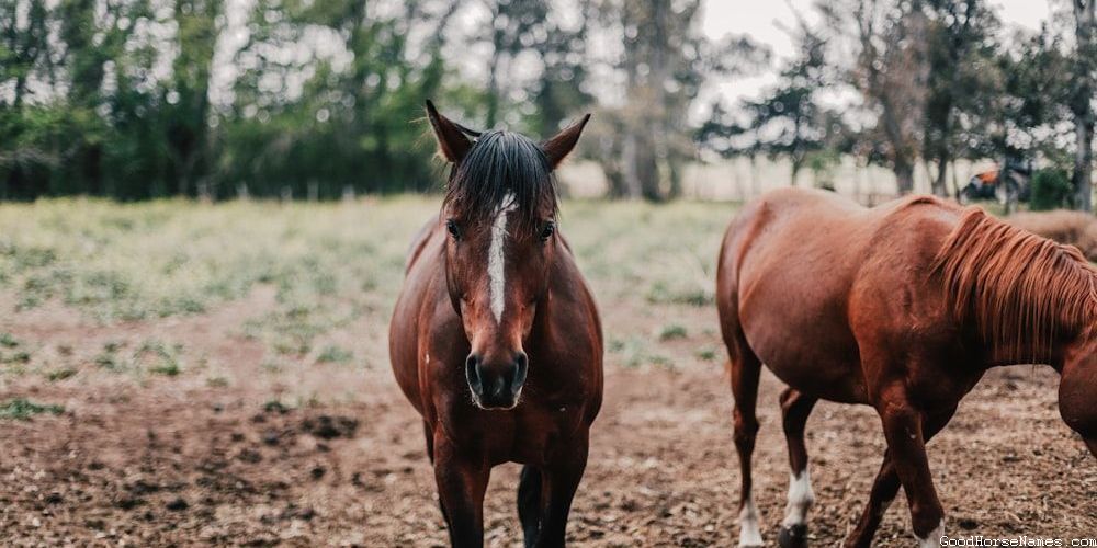 Meaningful Horse Funny Names