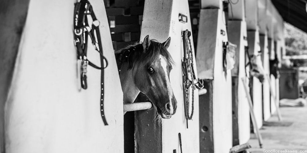 Meaningful Horse Names That Represent Their Liveliness
