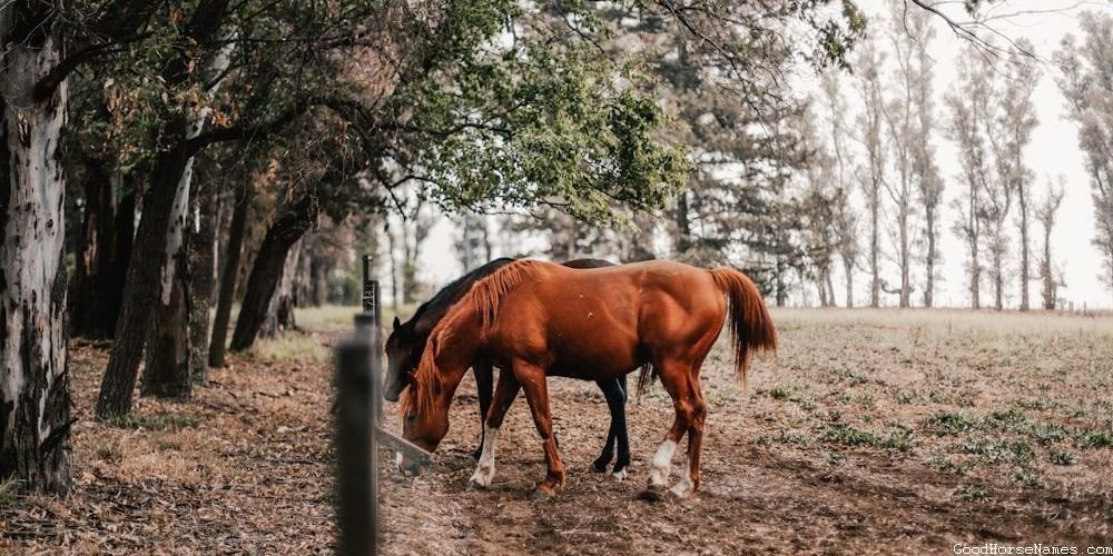 Medicine Hat Horse Funny Names