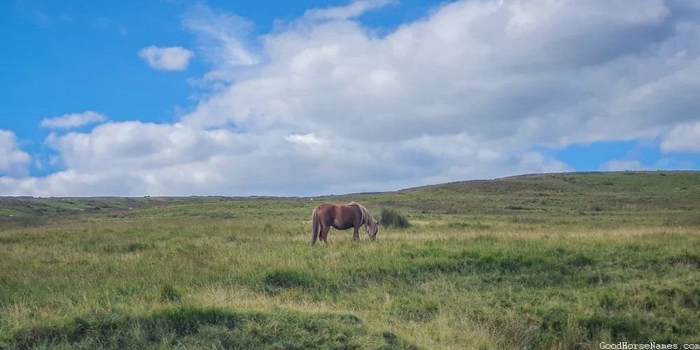 Medicine Hat Horse Names That Represent Their Protective Nature
