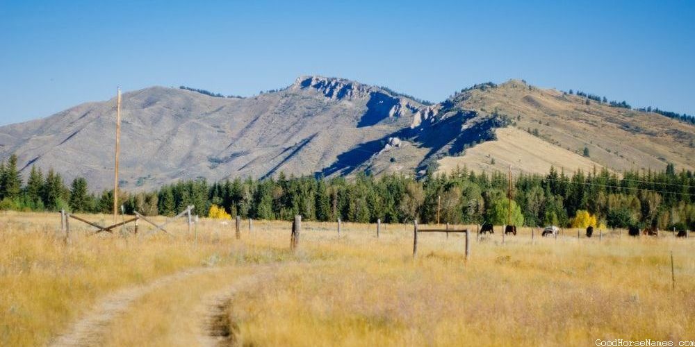 Medicine Hat Horse Powerful Names