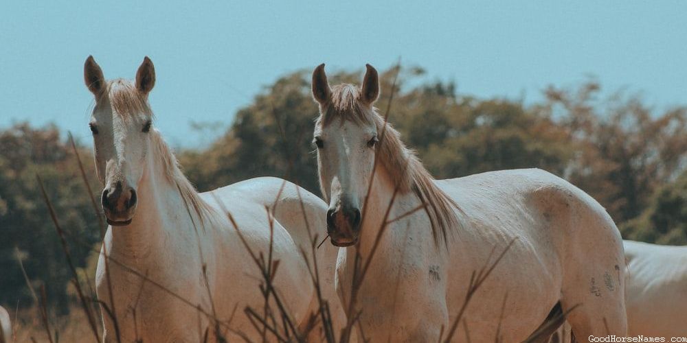 Medieval Catchy Horse Names