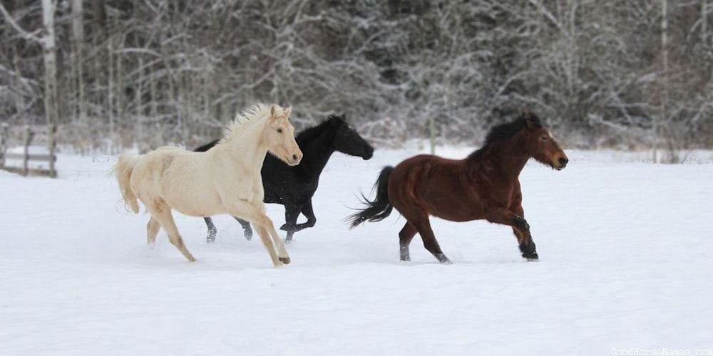 Medieval Red Chestnut Arabian Horse Names