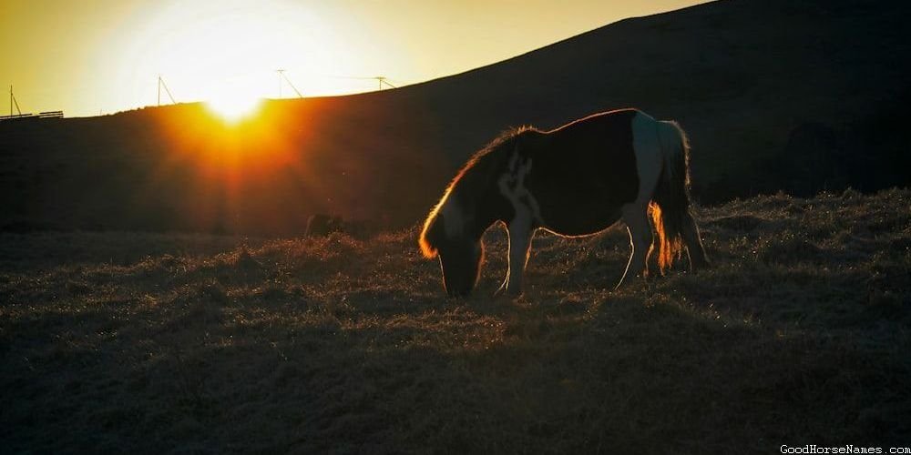 Mexican Horse Funny Names