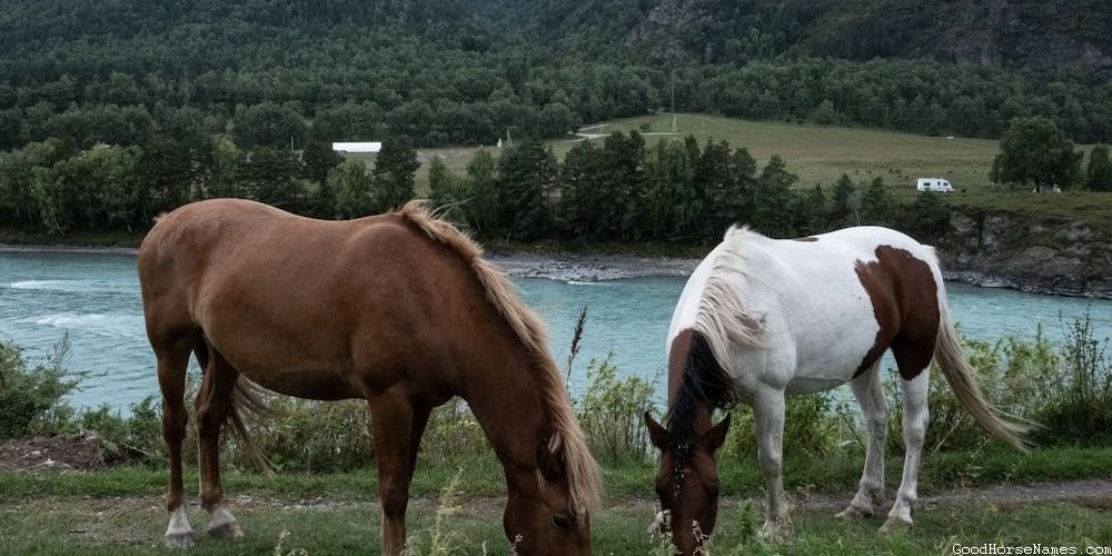 Mexican Horse Names That Represent Their Docile Nature