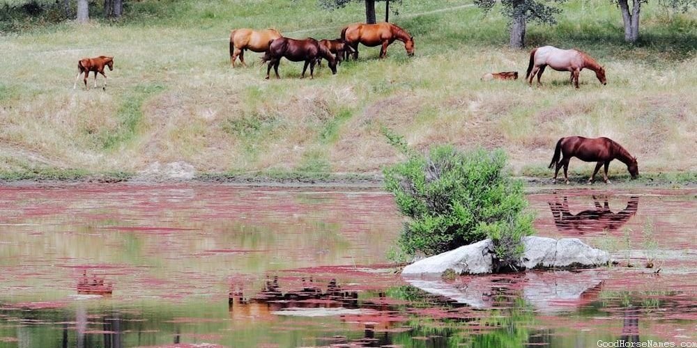 Mexican Horse Powerful Names