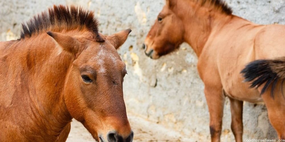 Mexican Horse