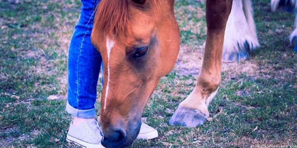 Mysterious Horse Funny Names