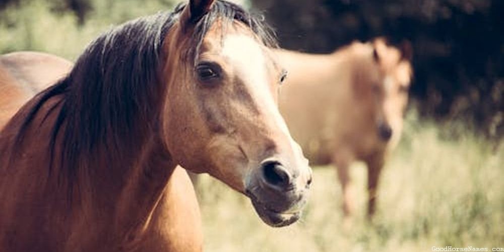 Mysterious Horse Powerful Names