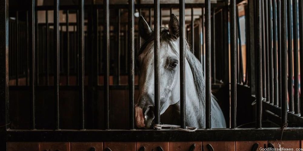 Mythical Andalusian Horse Names