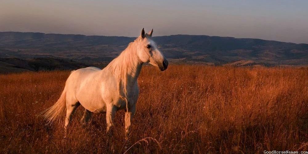 Names for African Horses Inspired by Locations