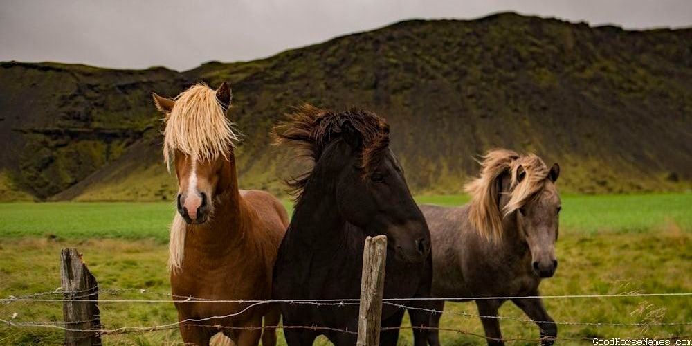 Names for African Horses That Are Inspired by Appearance