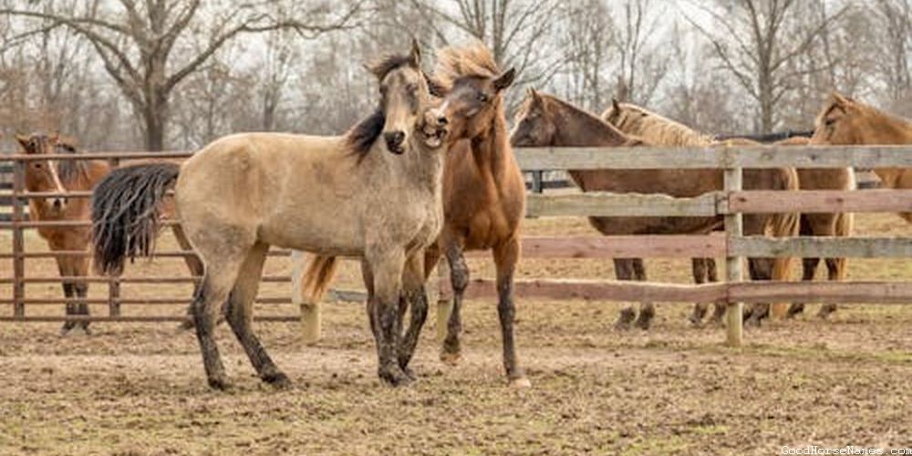 Names for American Standardbred Horses That Are Puns