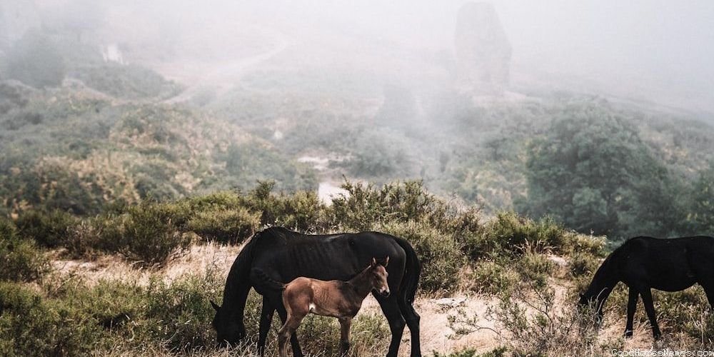 Names for Black Shire Horses That Are Inspired by Pop Culture