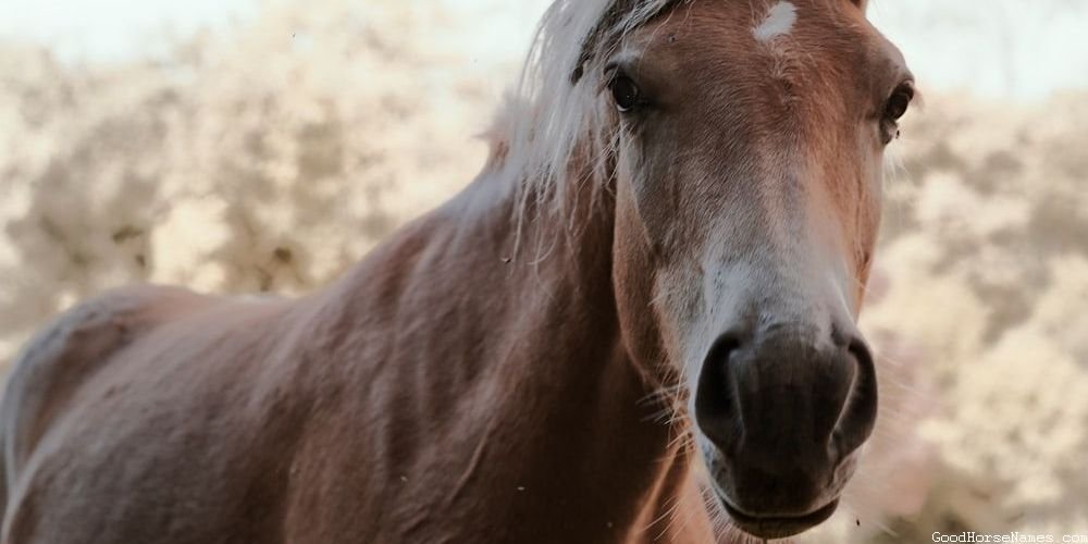 Names for Catchy Horses Inspired by Human Names