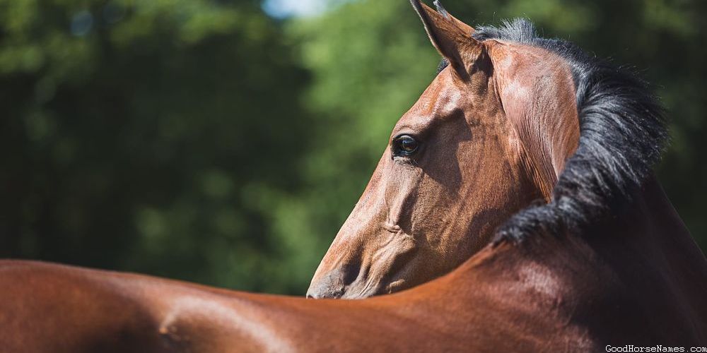 Names for Dutch Warmblood Horses Inspired by Appearance