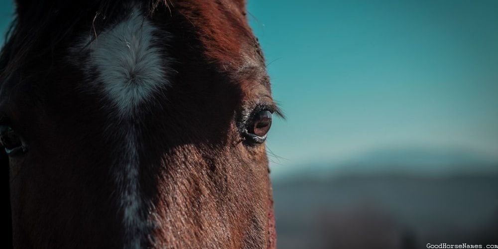Names For Fast Horse That Represent Tenacity
