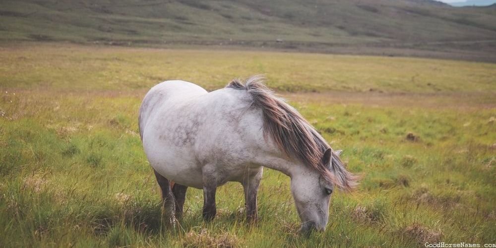 Names for Female Andalusian Horses Inspired by Sports Teams
