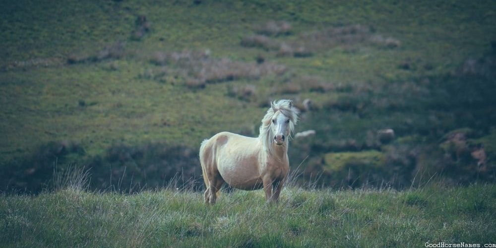 Names for Female Clydesdale Horses Inspired by Sports Teams