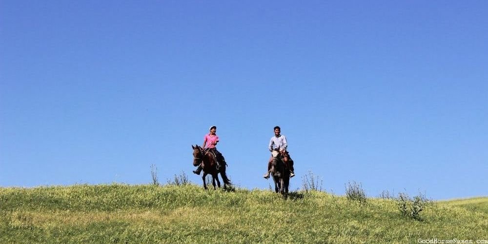 Names for Grey White Horses Inspired by Emotions