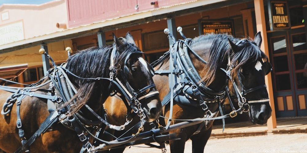 Names for Male Andalusian Horses Inspired by Horse Characteristics