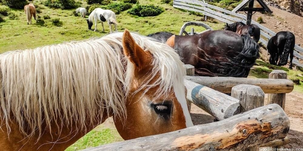 Names for Male Clydesdale Horses Inspired by Sports Teams