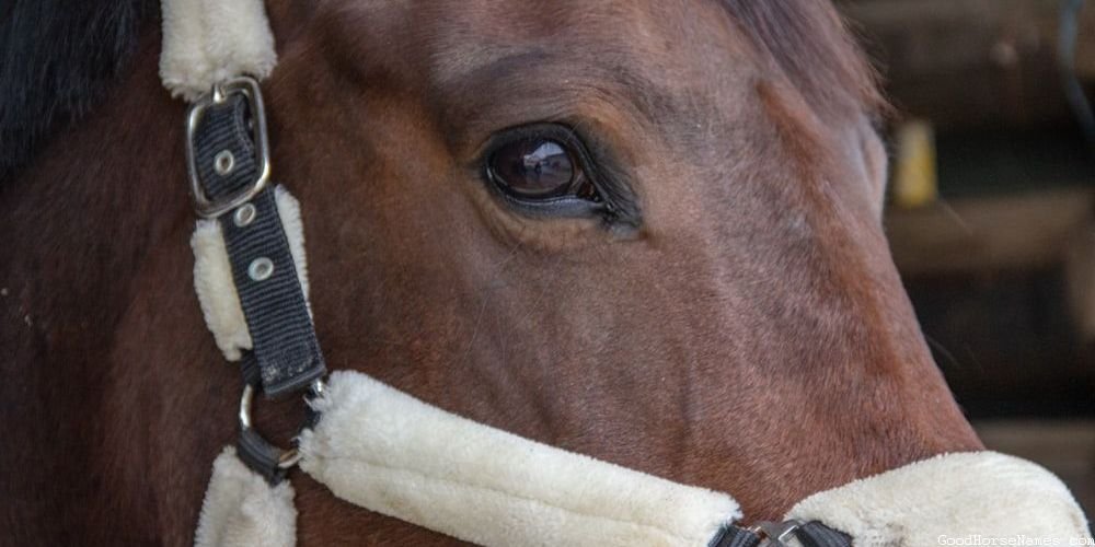 Names for Male Palomino Horses Inspired by Sports Teams