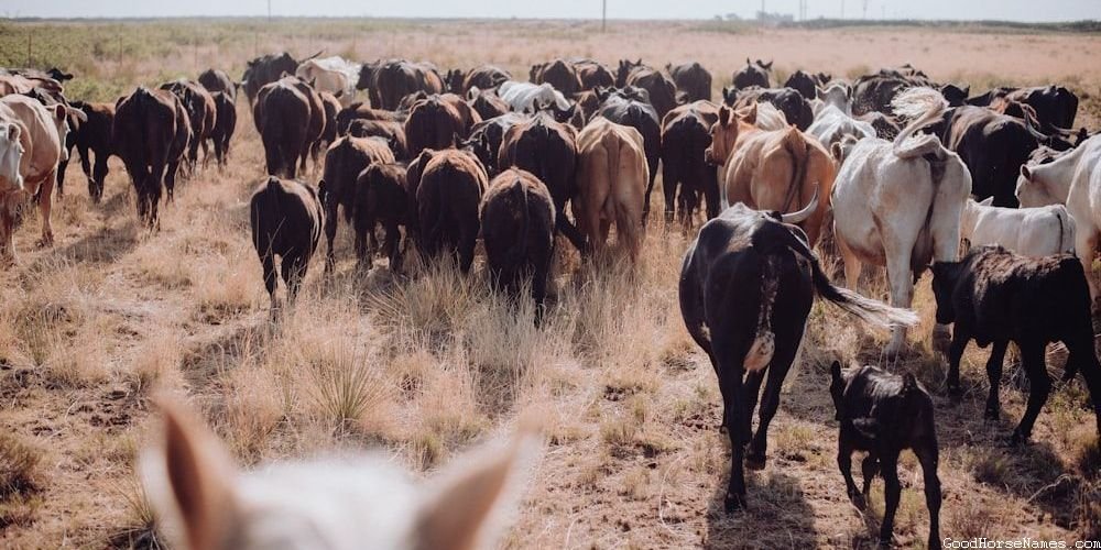 Names for Male Shire Horses Inspired by Personality